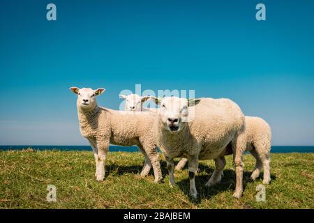 Holländische Schafe auf dem Deich während des Frühlings in den Niederlanden Flevoland Noordoostpolder, Schafe und Lams auf der Deichlandwiese Stockfoto