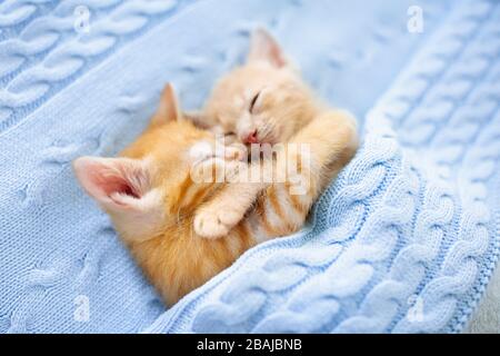 Baby Katze schlafen. Ginger Kitten auf Couch unter gestrickte Decke. Zwei Katzen streicheln und umarmen. Haustier. Schlaf und gemütlichen Mittagsschlaf. Home pet. Yo Stockfoto