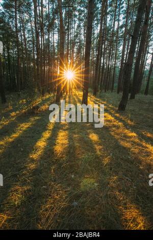 Europa. Sonne Scheint Durch Wald Bäume Woods. Sunset Sunrise In Summer Forest Landscape. Stockfoto