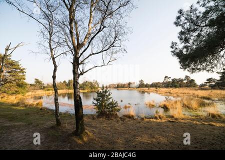 Blick auf einen Ofen mit Birken im Vordergrund im Naturschutzgebiet 'Strabrechtse Heide' in den Niederlanden im Frühjahr Stockfoto