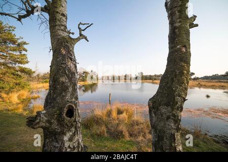 Blick auf den Ofen durch ein paar Birken im Naturschutzgebiet 'Strabrechtse Heide' in den Niederlanden im Frühjahr Stockfoto