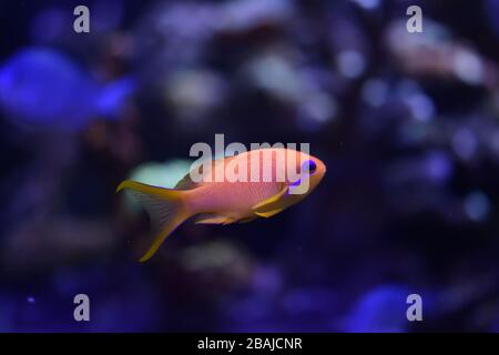 Sea goldie, Pseudanthias squamipinnis, auch bekannt als die Lyeinzelhandel Koralfisch, Lyeinzelhandel Anthias und Scalefin Anthias Stockfoto