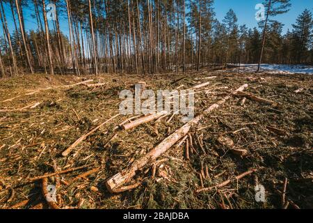 Gefallenen Baum Trunks in der Entwaldung. Pinienwald Landschaft im sonnigen Frühlingstag. Grünen Wald abholzen Bereich Landschaft. Stockfoto