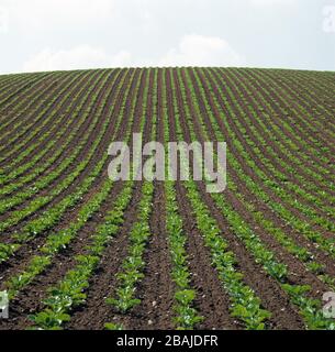 Konvergierende gerade Reihen einer jungen Zuckerrübenernte, die einen Hügel zum Horizont, Shropshire, aufsteigen Stockfoto