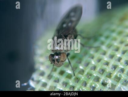 Landfliege oder Pilzfliege (Scatella stagnalis) Erwachsene auf Glasshouse Mesh. Landfliegen kontaminieren Salatpflanzen Stockfoto