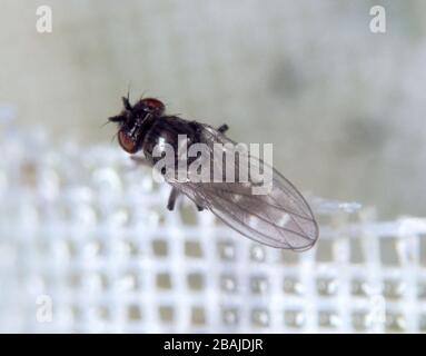 Landfliege oder Pilzfliege (Scatella stagnalis) Erwachsene auf Glasshouse Mesh. Landfliegen kontaminieren Salatpflanzen Stockfoto