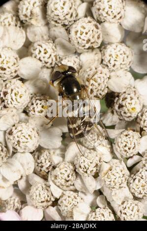 Ein Rattenfliege (Scaeva pyrastri), Erwachsener auf einer Arrow (Achillea millefolium) Blume, Devon, Juli Stockfoto