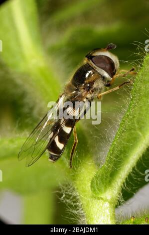 Ein Rattenschwanzfliege (Scaeva pyrastri), erwachsener Raubtier auf einem Blatt, Devon, Juli Stockfoto