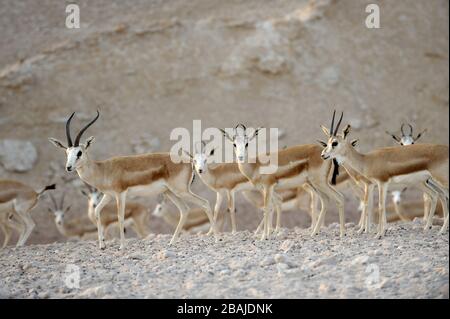 Arabische Sandgazellen (Gazella subgutturosa marica) auf Sir Bani Yas Island Wildlife Reserve, Abu Dhabi, VAE, November Stockfoto