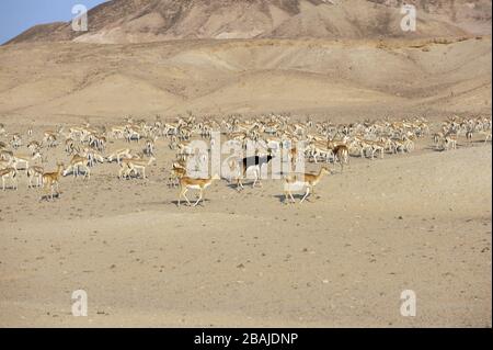 Blackbuck (Antilope Cervicapra) männlich und weiblich und Sandgazellen (Gazella subgutturosa) auf Sir Bani Yas Island Wildlife Reserve, VAE, November Stockfoto