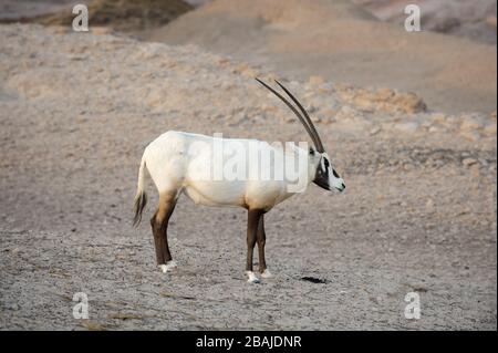 Arabian Oryx (Oryx leucoryx) auf Sir Bani Yas Island Wildlife Reserve, Abu Dhabi, VAE, November Stockfoto