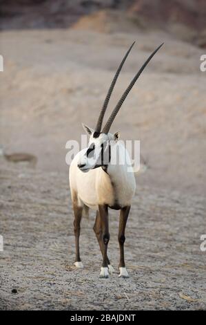 Arabian Oryx (Oryx leucoryx) auf Sir Bani Yas Island Wildlife Reserve, Abu Dhabi, VAE, November Stockfoto