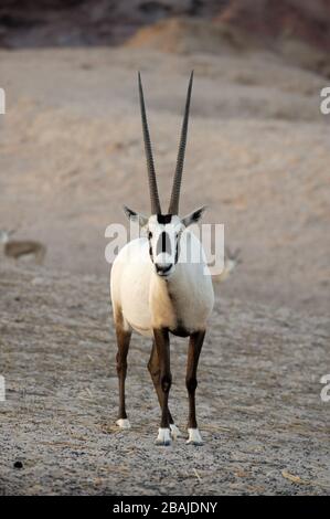 Arabian Oryx (Oryx leucoryx) auf Sir Bani Yas Island Wildlife Reserve, Abu Dhabi, VAE, November Stockfoto