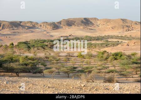 Akazie und andere Bäume, die mit entsalztem Wasser bewässert wurden, auf Sir Bani Yas Island Nature Reserve, VAE, November, Stockfoto