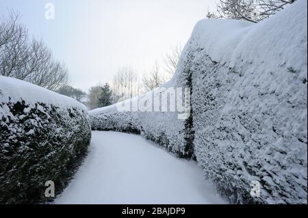 Leyland Cypress Hedge (Cupressocyparis leylandii) immergrüne Allee mit einer sanften Bedeckung von Schnee in einem Devon Garten, Dezember Stockfoto