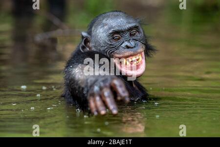 Bonobo lächelnd im Wasser. Natürlicher Lebensraum. Der Bonobo ( Pan paniscus), genannt der Pygmäen-Schimpanse. Demokratische Republik Kongo. Afrika Stockfoto