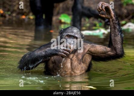 Bonobo im Wasser. Natürlicher Lebensraum. Der Bonobo ( Pan paniscus), genannt der Pygmäen-Schimpanse. Demokratische Republik Kongo. Afrika Stockfoto