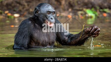 Bonobo lächelnd im Wasser. Natürlicher Lebensraum. Der Bonobo ( Pan paniscus), genannt der Pygmäen-Schimpanse. Demokratische Republik Kongo. Afrika Stockfoto