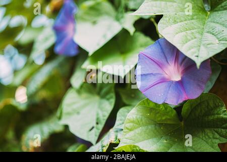 Blühende rosa Blüten von Ipomoea purpurea Im Sommer Garten. Stockfoto