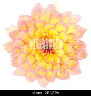 Schönes Dahlia (Dahlie) isoliert auf weißem Hintergrund. Deutschland Stockfoto