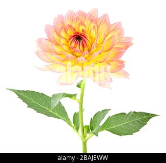 Schönes Dahlia (Dahlie) isoliert auf weißem Hintergrund. Deutschland Stockfoto