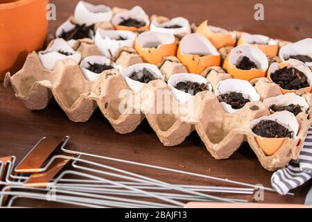 Starten Samen in Eierschalen für Frühjahr einpflanzen. Stockfoto