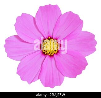 Schöne pinke Daisy isoliert auf weißem Hintergrund, inklusive Clipping-Pfad. Deutschland Stockfoto