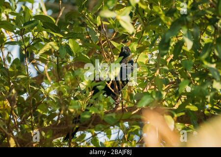 Goa, Indien. Größerer Coucal Sitzt Auf Dem Zweig Des Baumes. Stockfoto