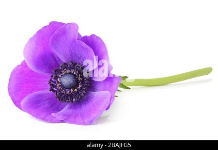 Violette Daisy (Anemone, Wildröschen) isoliert auf weißem Hintergrund, einschließlich Beschneidungspfad. Deutschland Stockfoto