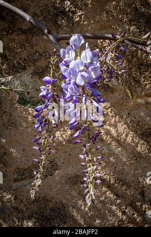 Violette Wisteria Vine Blumen, die durch Sonnenlicht gegen eine alte Steinmauer angezündet werden Stockfoto
