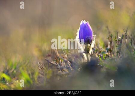 Frühlingshintergrund mit Blumen auf der Wiese. Pasque Flower (Pulsatilla grandis) Stockfoto