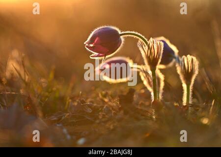 Frühlingshintergrund mit Blumen auf der Wiese. Pasque Flower (Pulsatilla grandis) Stockfoto