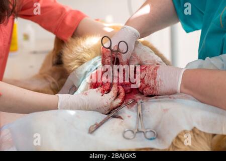 Chirurgische Operation in einer Tierklinik. Hernie Entfernung und Sterilisation des kaukasischen Hirten. Stockfoto