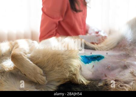 Postoperative Nahtbehandlung. Chirurgische Operation in einer Tierklinik. Hernie Entfernung und Sterilisation des kaukasischen Hirten. Stockfoto