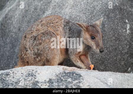 Wallaby-Känguru auf einem Felsen in Australien Stockfoto