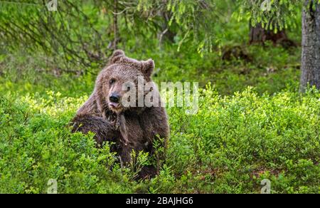 Die Bärenkuppe ist aufgebückt. Cub of Brown Bear im Sommerwald. Vorderansicht. Wissenschaftlicher Name: Ursus arctos. Natürlicher Lebensraum. Stockfoto