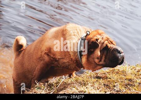 Shar pei Hund hat Spaß im Wasser. Der männliche Hund mit Kragen läuft im Wasser. Sharpei in voller Länge. Schöner Hundeschar pei spielt im Fluss. Stockfoto