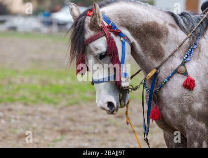 Pferde, die am Spiel teilnehmen. Blick vom türkischen Javelin-Spiel während des Etnospor Culture Festivals. Stockfoto