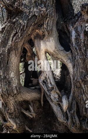 Verdrehte Wurzeln und Stumpf einer uralten ausgebrannten Eiche im Wald auf Korsika Stockfoto