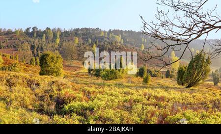 Landmark "Totengrund" im Frühjahr, Naturpark Heide (Naturschutzgebiet), Norddeutschland Stockfoto