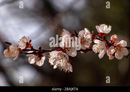 Ein Nahbild der weißen Kirschblüten, die im Frühjahr Koreas blühen Stockfoto