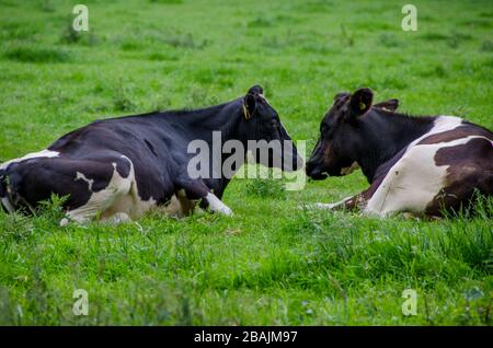 Zwei Kühe auf grünen Feldern von Falmouth in der Nähe des Restronguet Creek Stockfoto