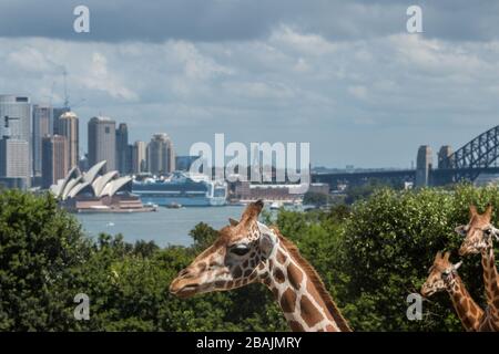 Sydney Taronga Zoo, Australien Stockfoto