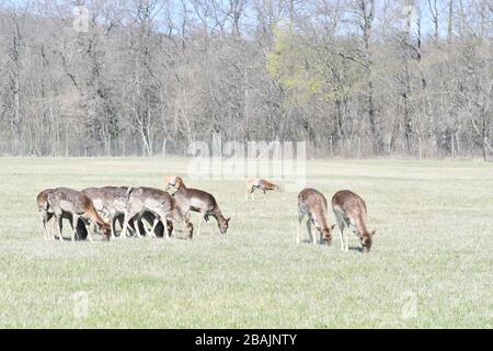 Wien, Österreich. März 2020. Das schöne Frühlingswetter treibt trotz Ausstiegsbeschränkungen viele Menschen ins offene. Bild zeigt Rotwild (Capreolus) im Lainzer Tiergarten in Wien. Kredit: Franz Perc / Alamy Live News Stockfoto