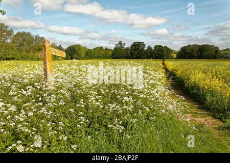 Öffentlicher Fußweg, der einen Bauernfeld durchschneidet. Stockfoto