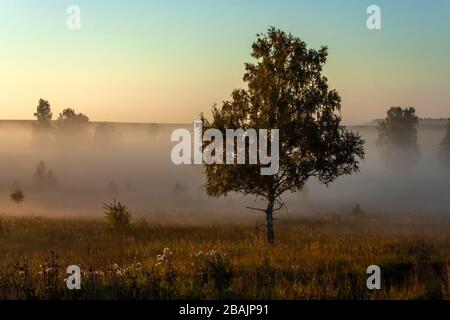 Birke Brachland im Morgennebel, im Spätsommer Stockfoto