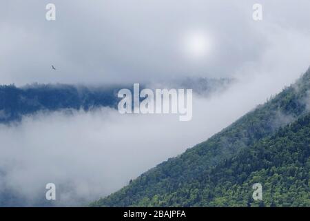 Grüne Berge oben in nebligen Wolken mit Adler und schwacher Sonne Stockfoto