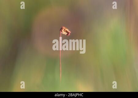 Makro der Moos-Samenschote in verschwommenem Hintergrund Stockfoto