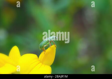 Makro-Seitenansicht des grünen Einwandererblattes Weevil auf gelber Blume Stockfoto