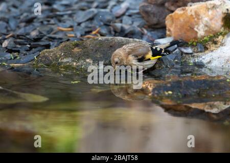 Juvenile Goldfinch [ Carduelis carduelis ] am Gartenteich mit Reflexion trinken Stockfoto